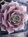 Молодило Перпл Бюти купить &mdash; Sempervivum Purple Beauty для рокария - 1 шт. V10029 фото 2