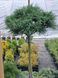 Сосна веймутовая Тини Керлс. (Pinus strobus Tiny Curls) на ШТАМБЕ CS2367 фото 1