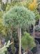 Сосна веймутовая Тини Керлс. (Pinus strobus Tiny Curls) на ШТАМБЕ CS2367 фото 2