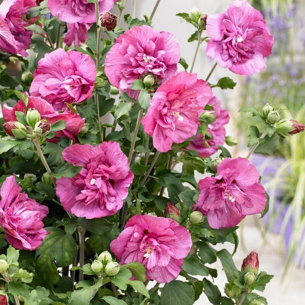 Гібіскус сирійський Дюк де Брабант. (Hibiscus syriacus Duc de Brabant) С3 CS2620 фото