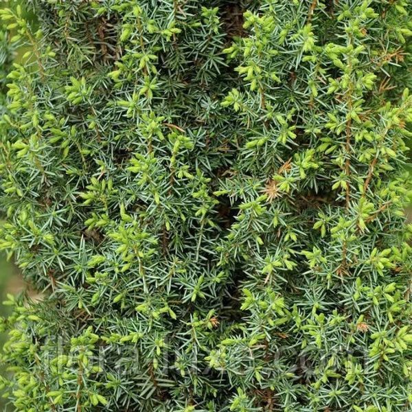 Ялівець звичайний Хіберніка. (Juniperus communis Hibernica) С3 CS2217 фото
