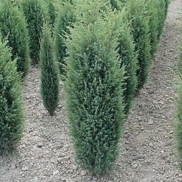 Ялівець звичайний Хіберніка. (Juniperus communis Hibernica) С3 CS2217 фото