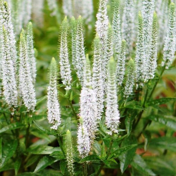 Вероніка колосиста Кандлс Сноу. (Veronica spicata Candles Snow) P9 CS1790 фото