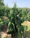 Кіпарисовик нутканський Пендула. (Chamaecyparis nootkatensis Pendula) С7,5 CS2167 фото 2