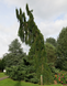 Кіпарисовик нутканський Пендула. (Chamaecyparis nootkatensis Pendula) С7,5 CS2167 фото 1