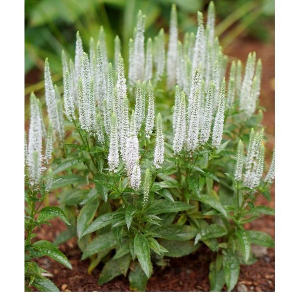 Вероніка колосиста Кандлс Сноу. (Veronica spicata Candles Snow) P9 CS1790 фото