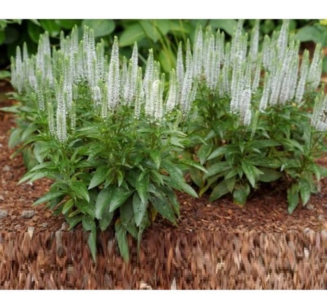 Вероніка колосиста Кандлс Сноу. (Veronica spicata Candles Snow) P9 CS1790 фото