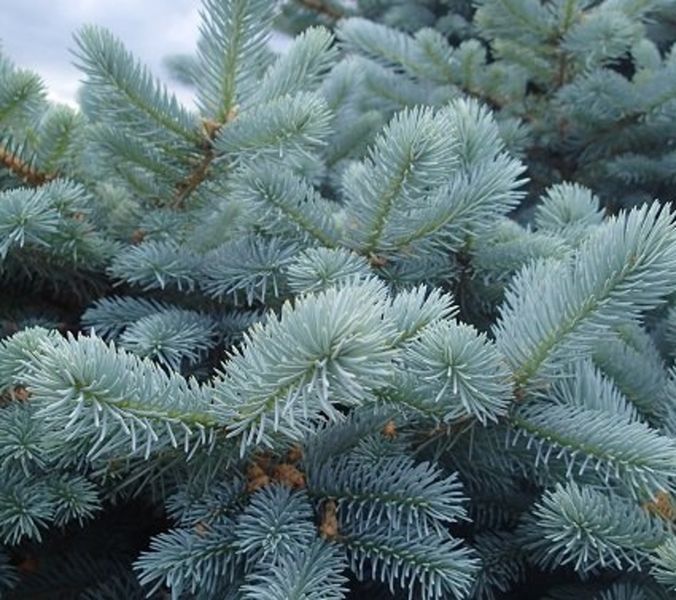 Ель голубая Супер Блю. (Picea pungens Super Blue) С2 CS2067 фото