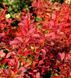 Барбарис Тунберга Корал/Мая. (Berberis thunbergii Coral Maja) Р9 V70214 фото 3