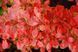 Барбарис Тунберга Корал/Мая. (Berberis thunbergii Coral Maja) Р9 V70214 фото 4