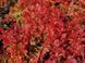 Барбарис Тунберга Корал/Мая. (Berberis thunbergii Coral Maja) Р9 V70214 фото 2