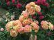 Троянда Роз Де Цистерсьєн. (Rose des Cisterciens) Шраб CS1540 фото 6