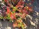 Барбарис Тунберга Корал/Мая. (Berberis thunbergii Coral Maja) Р9 V70214 фото 7
