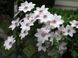 Клематис Мисс Бейтман. (Clematis Miss Bateman) ІІ группа CS1740 фото 5