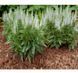 Вероніка колосиста Кандлс Сноу. (Veronica spicata Candles Snow) P9 CS1790 фото 4