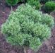 Сосна веймутовая Тини Керлс. (Pinus strobus Tiny Curls) на ШТАМБЕ CS2367 фото 3