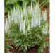 Вероніка колосиста Кандлс Сноу. (Veronica spicata Candles Snow) P9 CS1790 фото 2