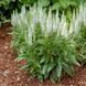 Вероніка колосиста Кандлс Сноу. (Veronica spicata Candles Snow) P9 CS1790 фото 1