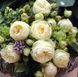 Роза Веддинг Пиано. (Wedding Piano) Ч/Г В КОНТЕЙНЕРЕ Velet CS0240 фото 1