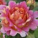 Троянда Роз Де Цистерсьєн. (Rose des Cisterciens) Шраб CS1540 фото 1
