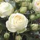 Роза Веддинг Пиано. (Wedding Piano) Ч/Г В КОНТЕЙНЕРЕ Velet CS0240 фото 3