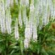 Вероніка колосиста Кандлс Сноу. (Veronica spicata Candles Snow) P9 CS1790 фото 3