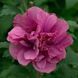 Гібіскус сирійський Дюк де Брабант. (Hibiscus syriacus Duc de Brabant) С3 CS2620 фото 1