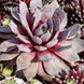 Молодило Перпл Бюти купить &mdash; Sempervivum Purple Beauty для рокария - 1 шт. V10029 фото 1