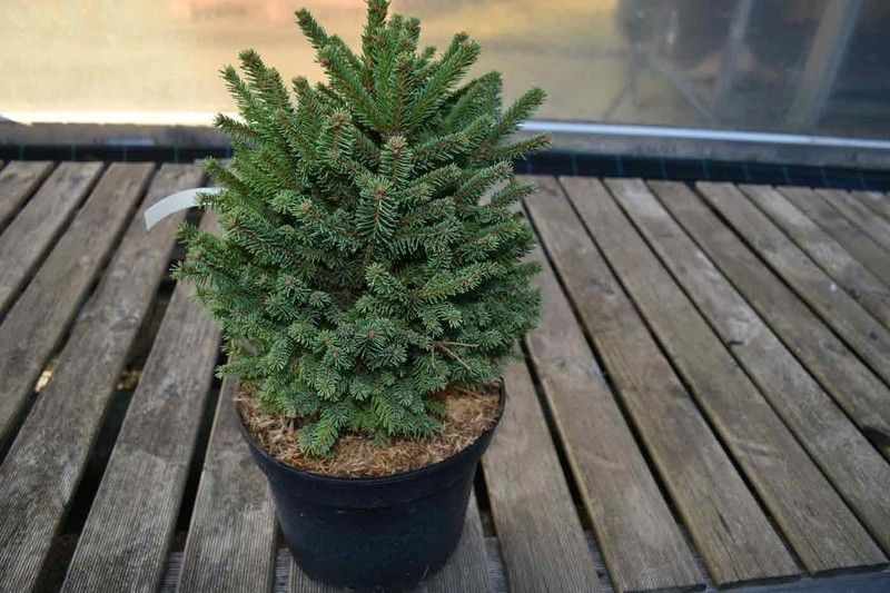 Ялина звичайна Компакта. (Picea abies Compacta) С7,5 CS2117 фото
