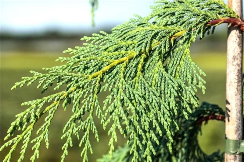 Кіпарисовик нутканський Пендула. (Chamaecyparis nootkatensis Pendula) С7,5 CS2167 фото