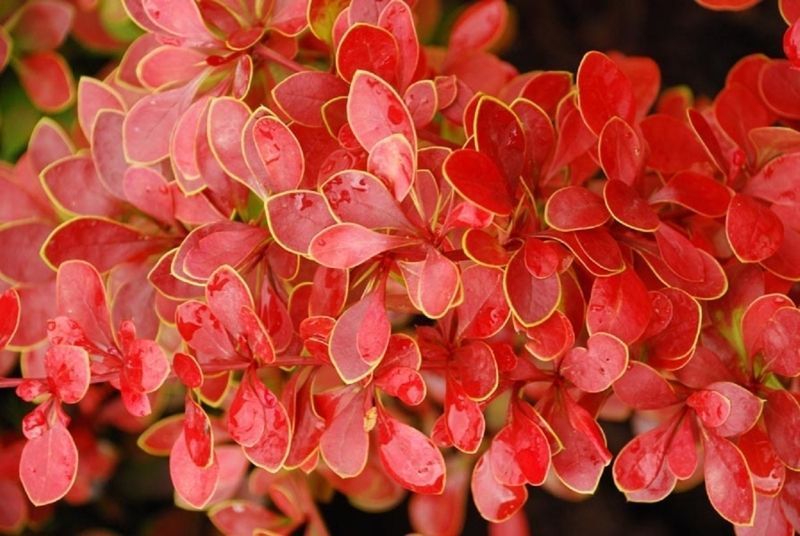 Барбарис Тунберга Корал/Мая. (Berberis thunbergii Coral Maja) Р9 V70214 фото