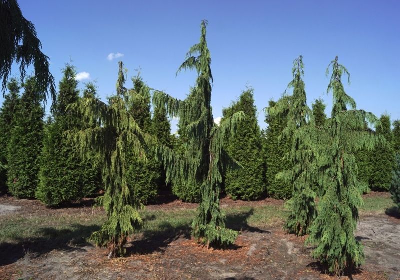 Кіпарисовик нутканський Пендула. (Chamaecyparis nootkatensis Pendula) С7,5 CS2167 фото