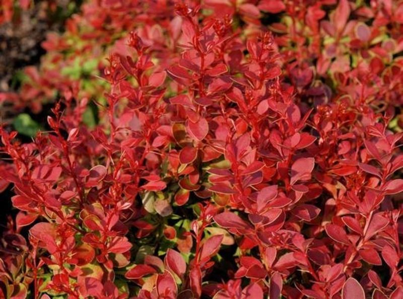 Барбарис Тунберга Корал/Мая. (Berberis thunbergii Coral Maja) Р9 V70214 фото
