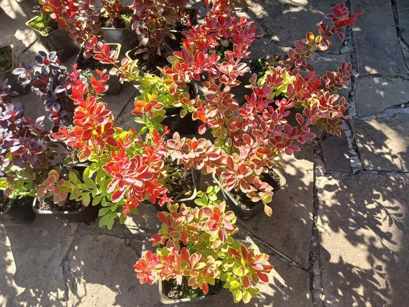 Барбарис Тунберга Корал/Мая. (Berberis thunbergii Coral Maja) Р9 V70214 фото