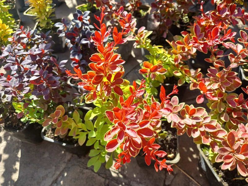 Барбарис Тунберга Корал/Мая. (Berberis thunbergii Coral Maja) Р9 V70214 фото
