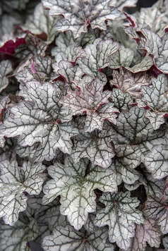 Гейхера "Пряна Кава", Heuchera World Caffe Corretto С3 V18887 фото