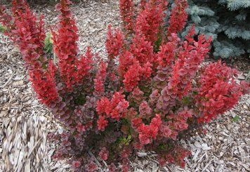 Барбарис Тунберга Флоренс. (Berberis thunbergii Florence) С2 CS2471 фото