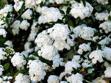 Спирея Ланцеолата (Lanceolata) (Spiraea cantoniensis Lanceolata) кустарниковая С2