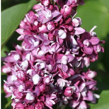 Сирень обыкновенная Этуаль де Мэй. (Syringa vulgaris Etoile de Mai) С4 CS2971 фото