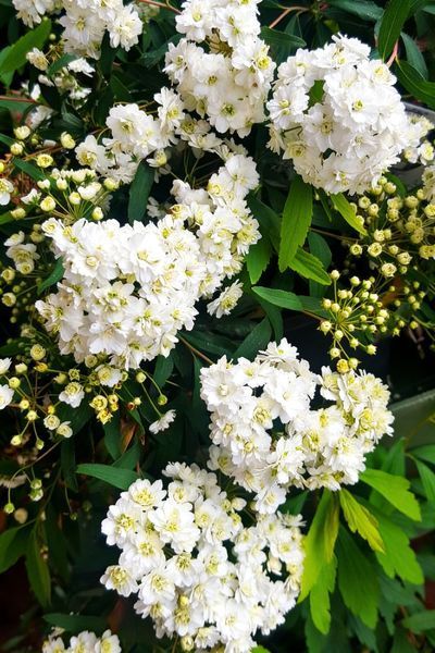 Спірея Ланцеолата (Lanceolata) (Spiraea cantoniensis Lanceolata) кущова С2