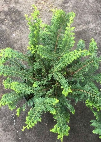 Кипарисовик туполистний Дилатуш. (Chamaecyparis obtusa Dilatush) C3 CS2168 фото