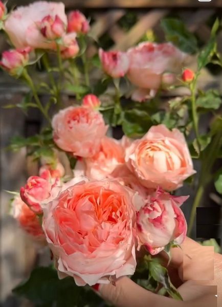 Роза Принцесса Сакура. (Princess Sakura) Японский в горшке 4л