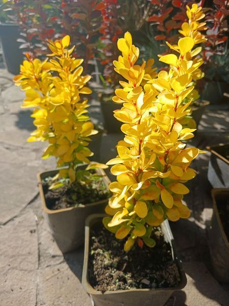 Барбарис Тунберга Голден Тауер. (Berberis thunbergii Golden Tower) Р9