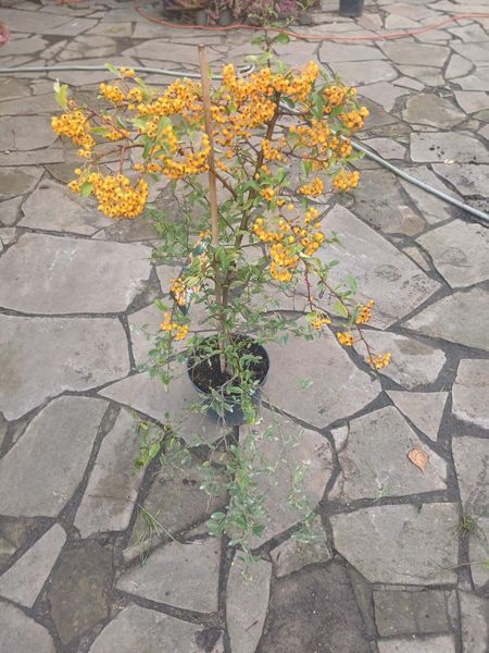 Піраканта &laquo;Голден Чармер&raquo; (Pyracantha coccinea &lsquo;Golden Charmer&rsquo;) С3