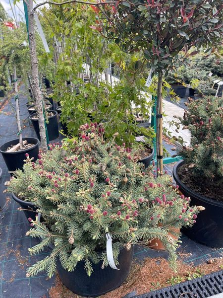 Ялина колюча Герман Нау. Picea pungens Hermann Naue D70-80 CS2118 фото