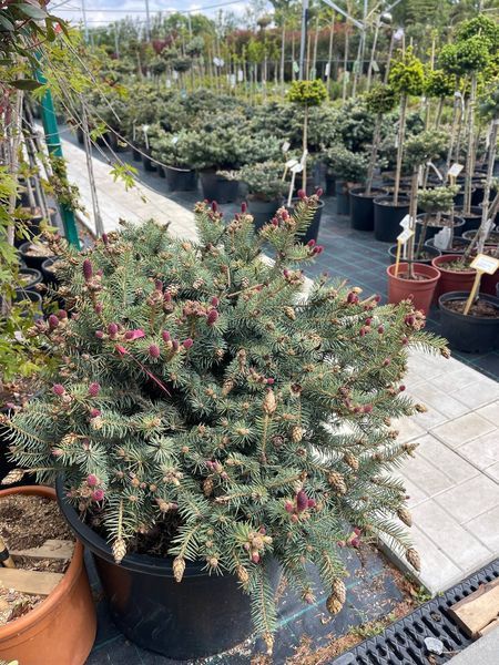 Ялина колюча Герман Нау. Picea pungens Hermann Naue D70-80 CS2118 фото