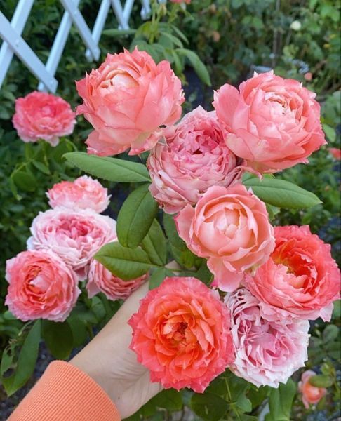 Роза Принцесса Сакура. (Princess Sakura) Японский в горшке 4л