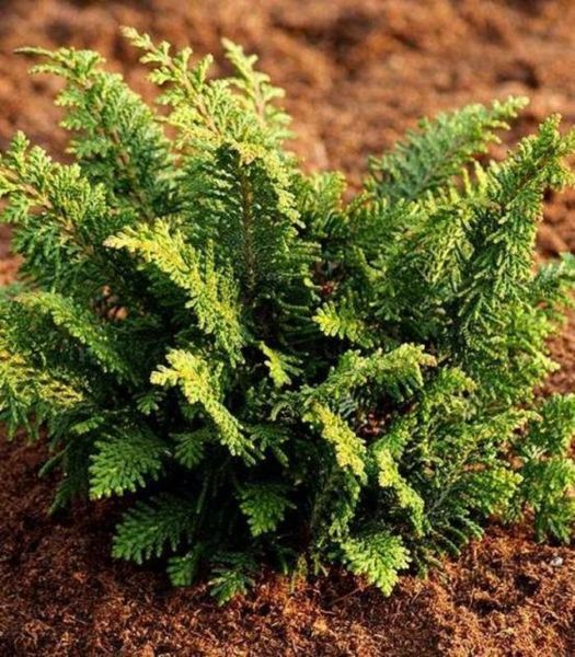 Кипарисовик туполистний Дилатуш. (Chamaecyparis obtusa Dilatush) C3 CS2168 фото