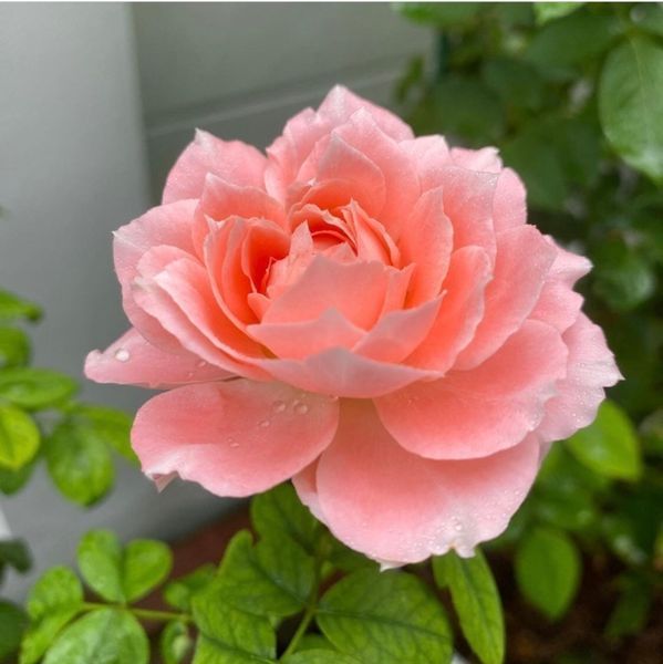 Роза Принцесса Сакура. (Princess Sakura) Японский в горшке 4л