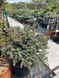 Ялина колюча Герман Нау. Picea pungens Hermann Naue D70-80 CS2118 фото 3